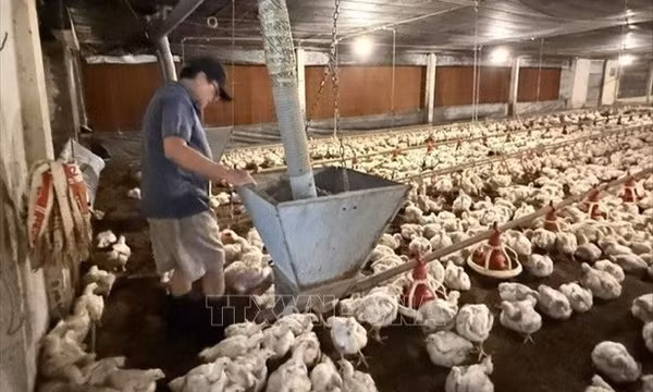 Thu đến 20 tỷ đồng/năm từ nuôi gà công nghiệp công nghệ cao