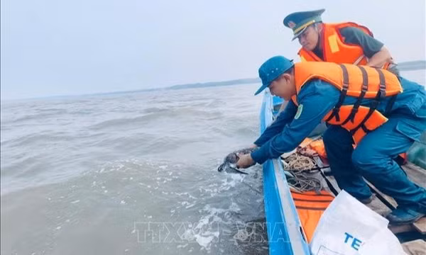 Thả cá thể vích quý hiếm về môi trường tự nhiên