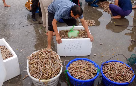 Đến Cô Tô, miền biển xanh cát trắng yên bình ảnh 8