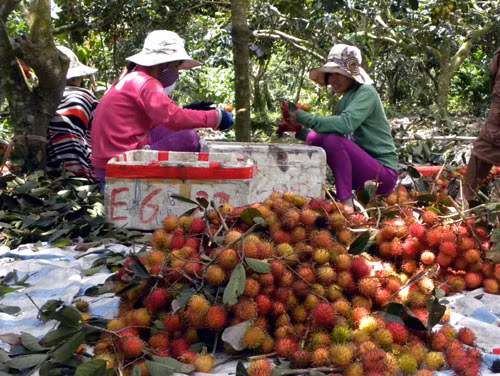 Sức sống mới trên quê hương Đồng Khởi ảnh 2