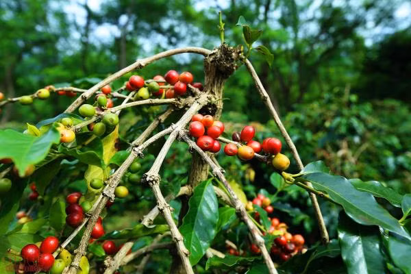 Phát triển thương hiệu cà phê Mường Ảng trên vùng cao Tây Bắc ảnh 4