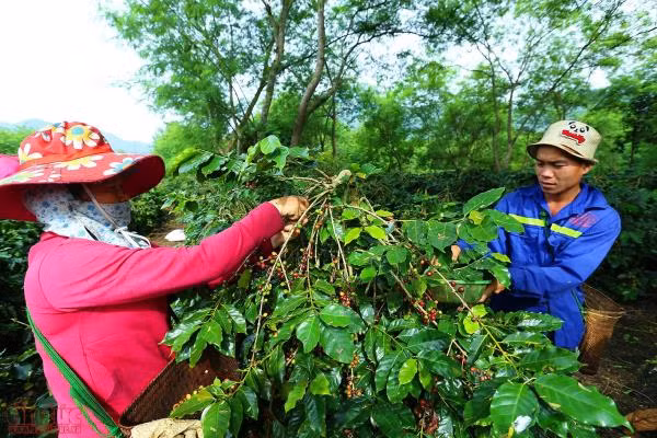 Phát triển thương hiệu cà phê Mường Ảng trên vùng cao Tây Bắc ảnh 8
