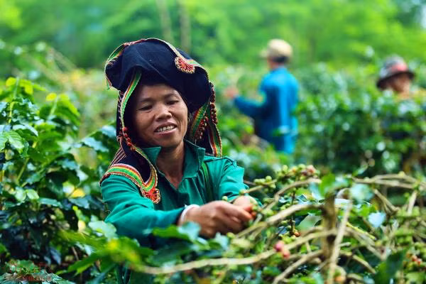 Phát triển thương hiệu cà phê Mường Ảng trên vùng cao Tây Bắc ảnh 3
