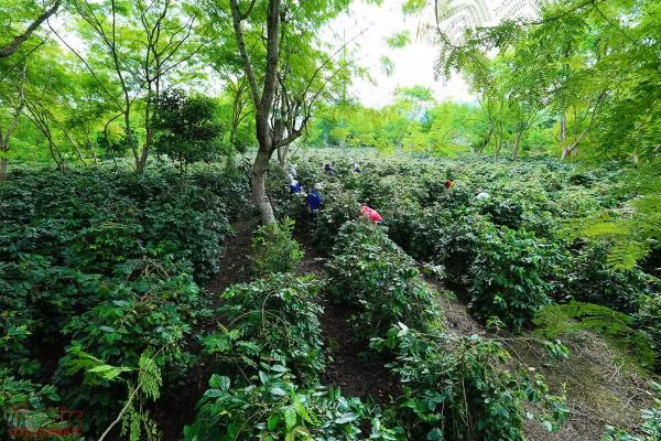 Phát triển thương hiệu cà phê Mường Ảng trên vùng cao Tây Bắc ảnh 7