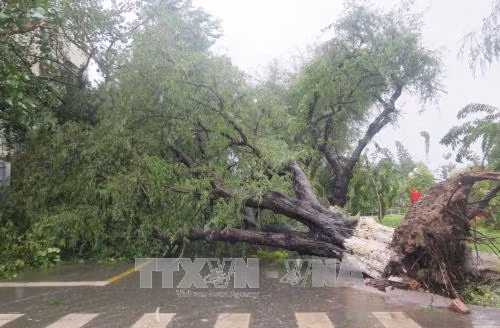 Phó Thủ tướng Trịnh Đình Dũng thị sát tình hình thiệt hại do bão tại Khánh Hòa, Phú Yên ảnh 2