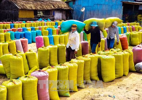 Sản lượng lúa Hè Thu đạt 11,5 triệu tấn ảnh 1