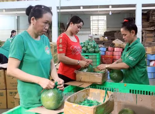 Bưởi da xanh Bến Tre giảm giá mạnh ảnh 1