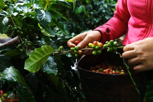 Phát triển thương hiệu cà phê Mường Ảng trên vùng cao Tây Bắc ảnh 6