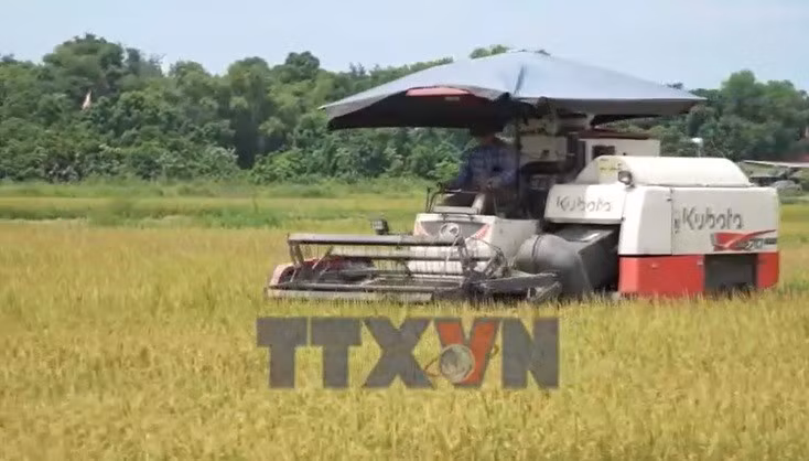 Hà Tĩnh khẩn trương thu hoạch lúa xuân
