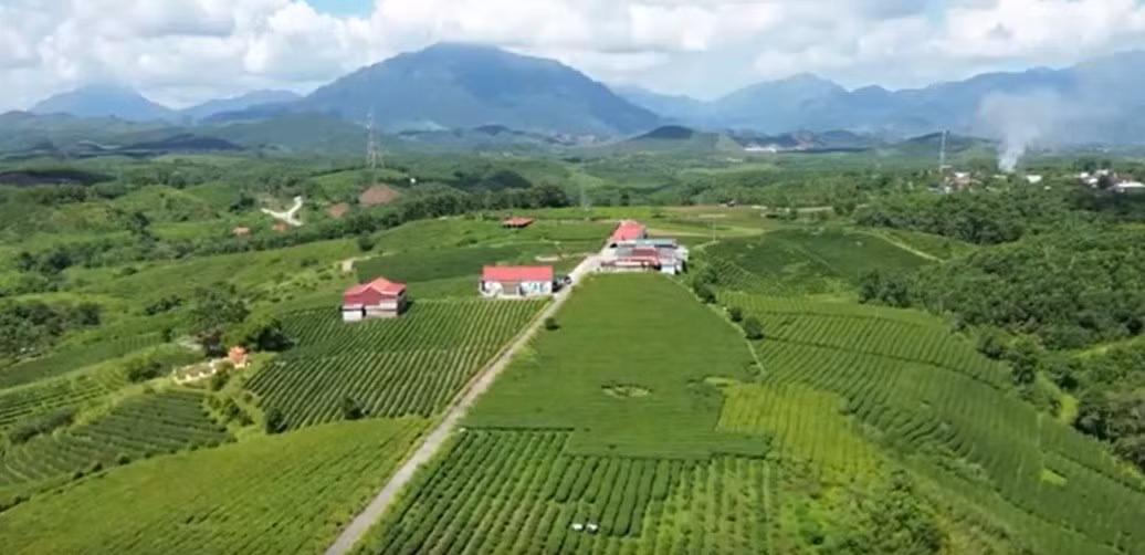 Phát triển vùng chè Đường Hoa trở thành thương hiệu mạnh 