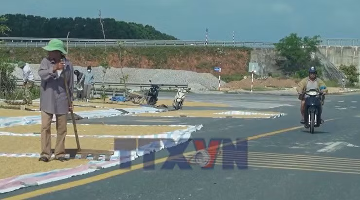 Nguy cơ mất an toàn giao thông do phơi lúa trên đường