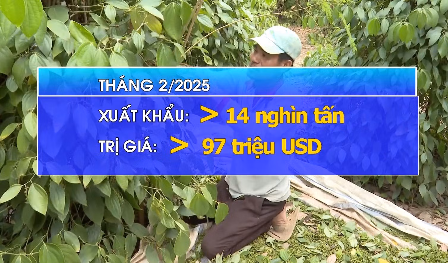 Giá xuất khẩu hạt tiêu tăng mạnh 68%