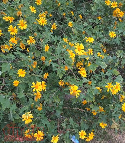 Ba Vì - nỗi nhớ ngày xanh ảnh 1