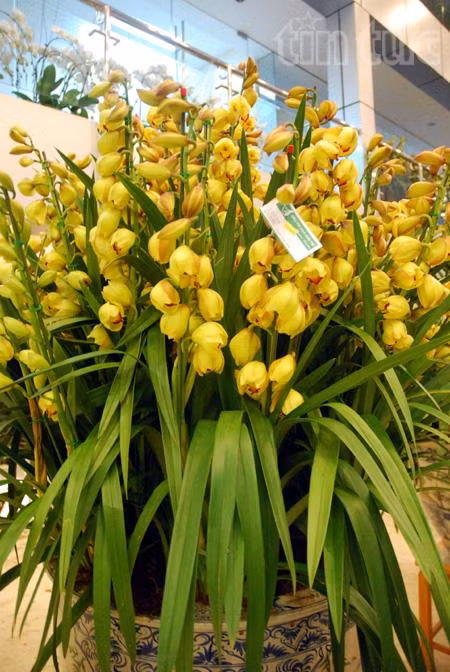 Đặc sắc phong lan ảnh 8