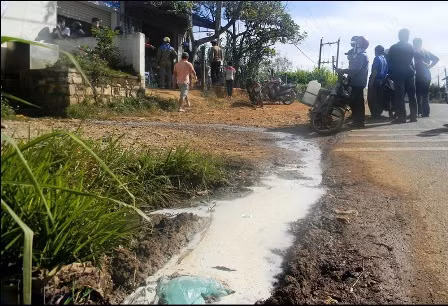 Nông dân lao đao vì sữa ế - Bài 1 ảnh 1