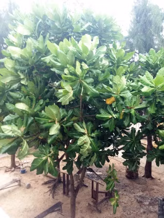 Hoa bàng vuông Trường Sa khoe sắc ảnh 9