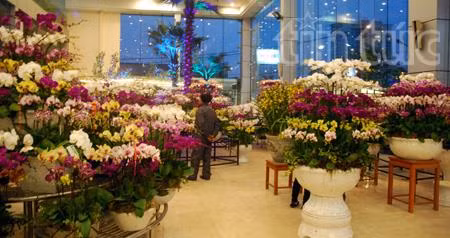 Đặc sắc phong lan ảnh 4