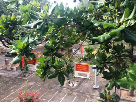 Hoa bàng vuông Trường Sa khoe sắc ảnh 10