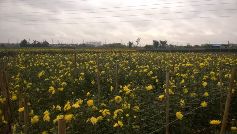 Cúc Tây Tựu phải đổ bỏ, người trồng lao đao ảnh 2