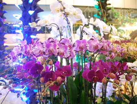 Đặc sắc phong lan ảnh 11