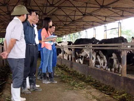 Phát triển trang trại chăn nuôi bò sữa tại miền núi Thanh Hóa ảnh 1