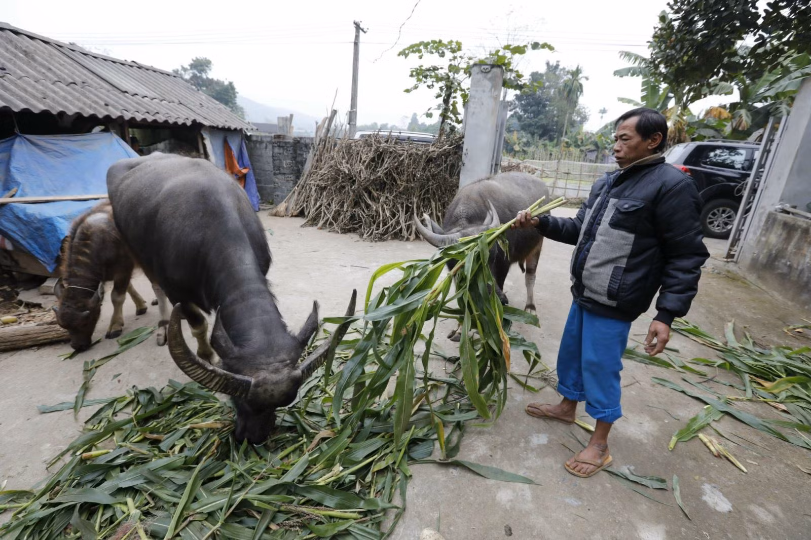 Chú thích ảnh