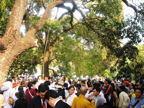 20 cây xoài chùa Từ Quang là cây di sản Việt Nam ảnh 1