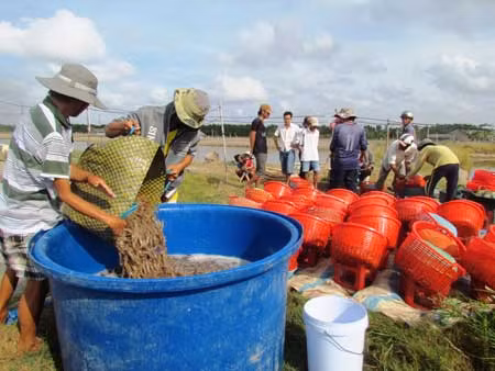 Giá tôm liên tục tăng, xuất khẩu tôm vượt mốc 3 tỷ USD ảnh 1