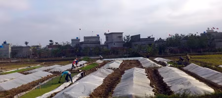 Xuống đồng ngày xuân ảnh 2