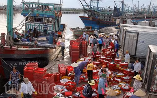 Ngư dân “xông” biển đầu năm ảnh 3