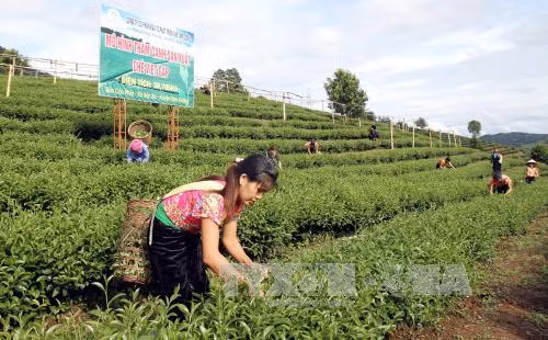 Sản xuất Xanh để tham gia chuỗi giá trị toàn cầu ảnh 1