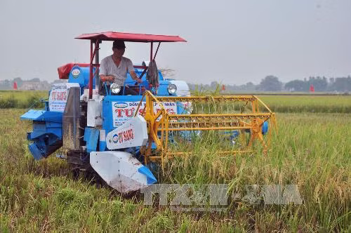 Tăng thu nhập nhờ xây dựng thương hiệu gạo sạch ảnh 1