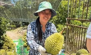 Sầu riêng nghịch vụ được giá, nông dân vẫn lo đầu ra