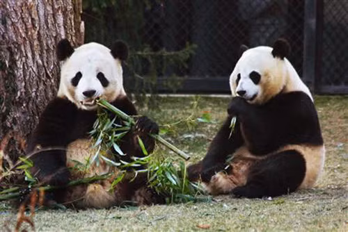 Gấu trúc rất hảo ngọt ảnh 1