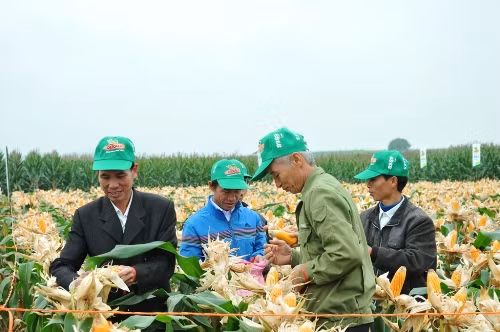  Chuyển giao tiến bộ kỹ thuật cho nông dân Nghệ An ảnh 1
