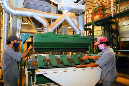 Thị trường cà phê khởi sắc ảnh 1