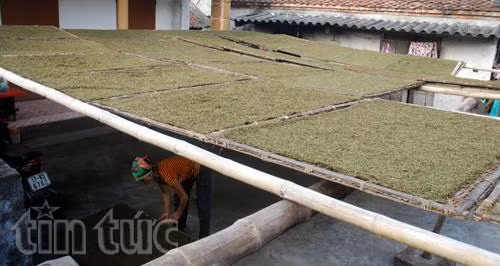 Cực khổ thuốc lào ảnh 12