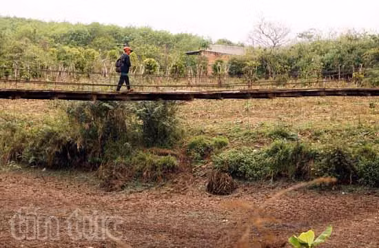Đắk Lắk nắng nóng kéo dài, thiệt hại nhiều tỷ đồng ảnh 2