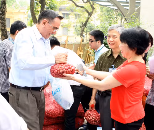Thanh niên TTXVN giúp nông dân tiêu thụ hành tím ảnh 4