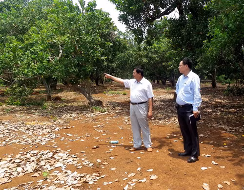 Nông dân Bình Phước làm giàu từ nguồn vốn vay Agribank ảnh 1