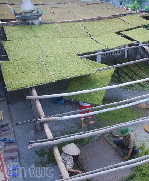 Cực khổ thuốc lào ảnh 10