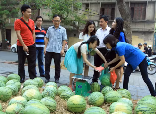 Thanh niên TTXVN giúp nông dân tiêu thụ hành tím ảnh 7