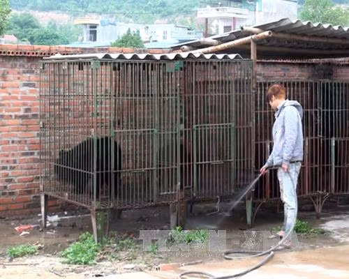 10 năm một chặng đường chấm dứt nạn nuôi gấu lấy mật ảnh 1