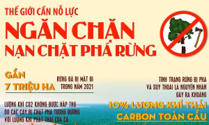 Thế giới cần nỗ lực ngăn chặn nạn chặt phá rừng