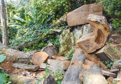 Tỉnh Điện Biên chỉ đạo làm rõ vụ khai thác gỗ nghiến trái phép ảnh 1
