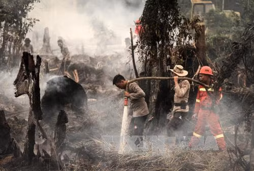 Indonesia tuyên bố tình trạng khẩn cấp do cháy rừng ảnh 1