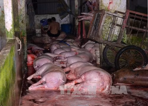 Khó xử lý vấn nạn bơm nước vào lợn ảnh 1