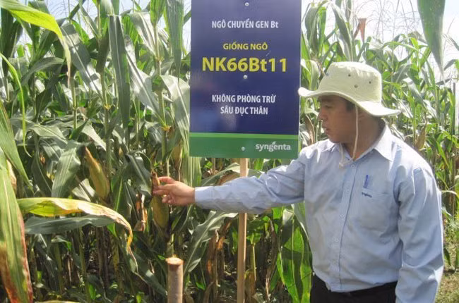 Ngô biến đổi gen chính thức được trồng ở Việt Nam ảnh 1