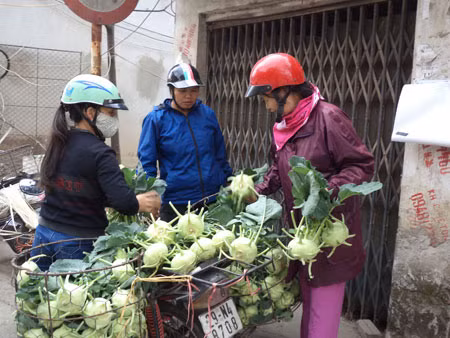 Nông dân buồn thiu vì giá rau quá rẻ ảnh 2