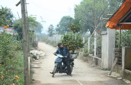 Làng hoa, làng đào Hà Nội vui Tết ảnh 5